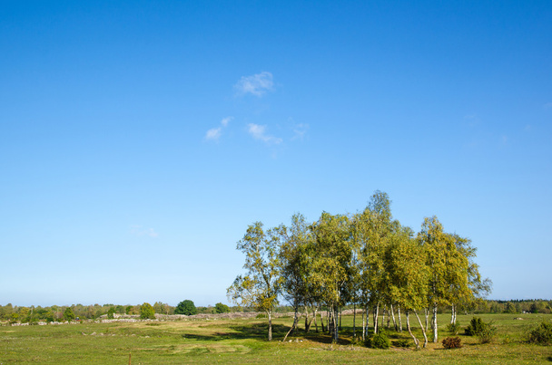 Birch trees gove at early autumn - Foto, Bild