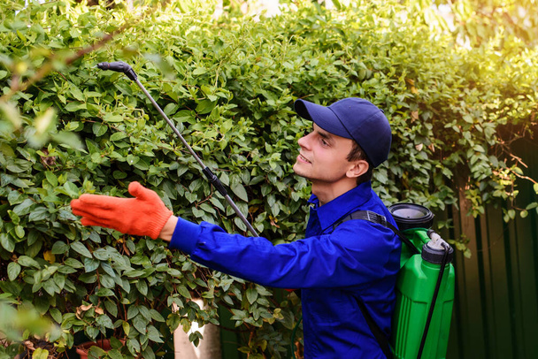 Junger glücklicher Mann Gärtner in blauen Overalls und Schutzhandschuhen sprüht Herbizid, Fungizid, Insektizid auf ein Buschblatt - Foto, Bild