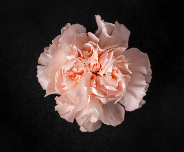 Top view of a flower on black background. Selective focus. - Photo, Image