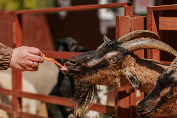a goat with horns eats carrots from the hands of a man on a farm on a sunny summer day - Zdjęcie, obraz