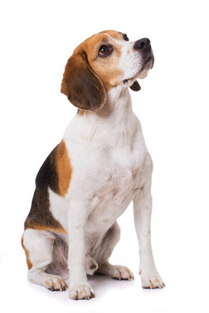 Adult beagle dog sitting isolated on white background and lookin - Zdjęcie, obraz