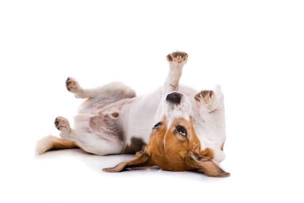 Dorosły pies beagle leżący na plecach odizolowany na białym tle - Zdjęcie, obraz