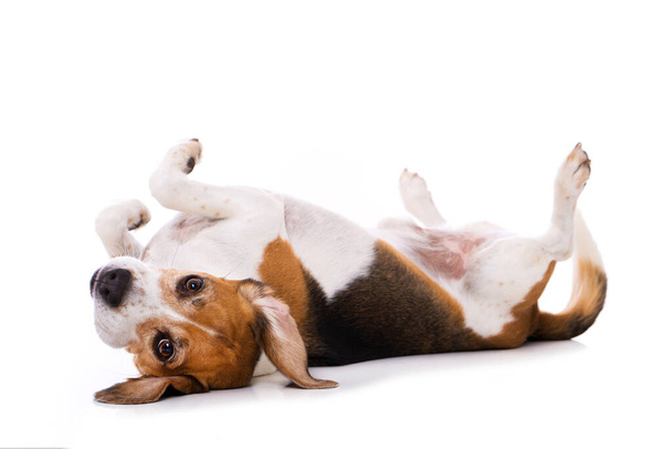 Adult beagle dog lying on back isolated on white background - Photo, image