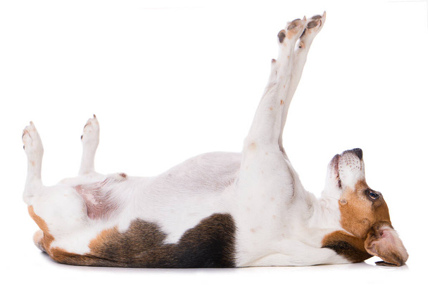Adult beagle dog lying on back isolated on white background - Фото, зображення