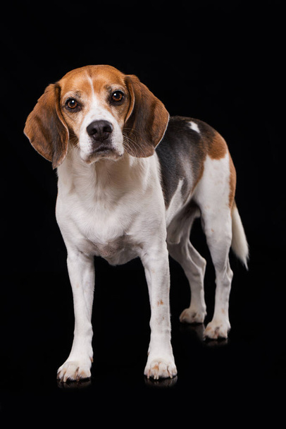 Adult beagle dog on black background - Fotoğraf, Görsel