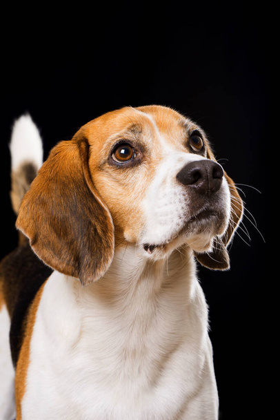 Adult beagle dog on black background - Zdjęcie, obraz