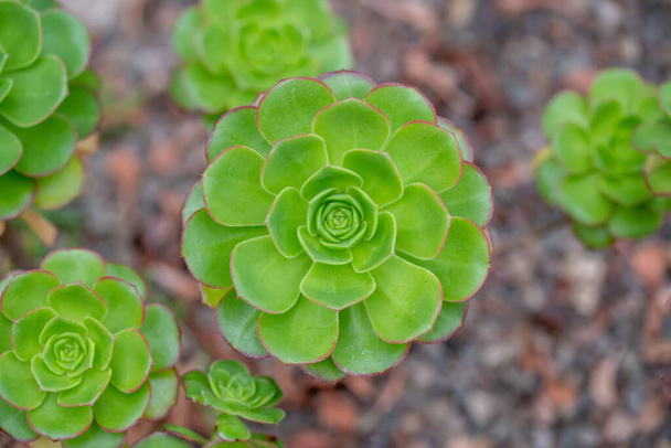 Aeonium simsii (Sweet) Stearn is a succulent plant up to 8 inches (20 cm) tall, with relatively small rosettes of leaves - Photo, image