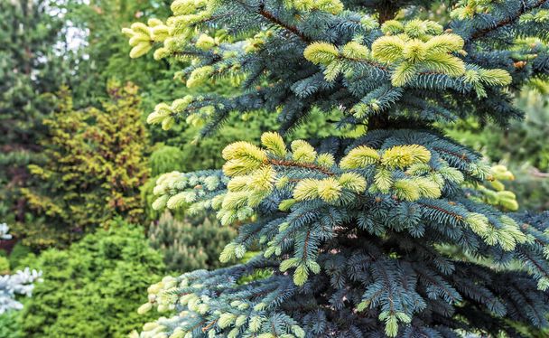 Picea pungens Bialobok nuorilla, vaaleilla versoilla - Valokuva, kuva