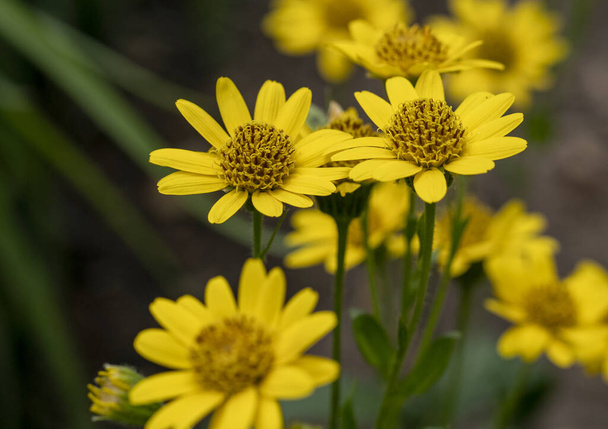Close up of Arnica Montana flower in the dolomites .Great healthy plant for herbal medicine - Photo, Image