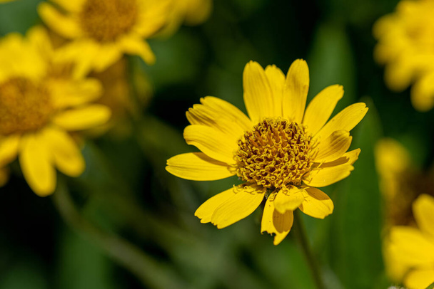Yellow Arnica (Arnica Montana) herb blossom with nice bokeh. Note: Shallow depth of field - Photo, Image