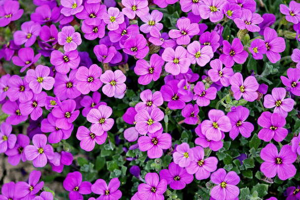 Aubrieta deltoidea flowering plant in the mustard family commonly known as lilacbush, purple rock cress or rainbow rock cress - Photo, Image
