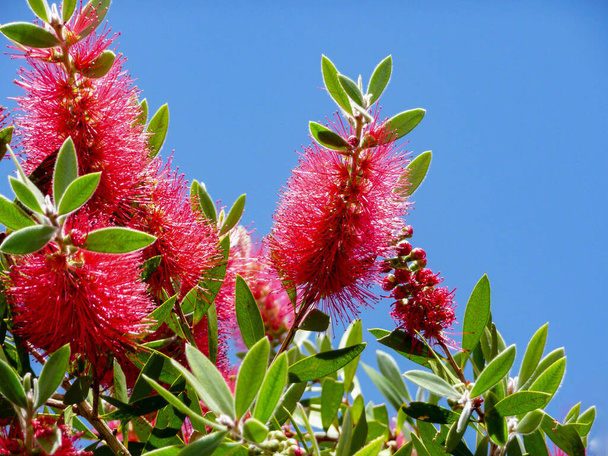 A red colour spiky bottlebrush bush (Callistemon) - Photo, Image
