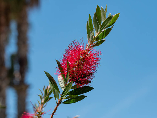 Karmínově červený Kallistemon Citrinus kvetoucí keř, australská rodovénová rostlina obecně známá jako plnkartáč - Fotografie, Obrázek