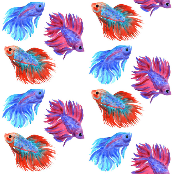 Fighting fish pattern. Beautiful multicolored fish Betta splendens. Watercolor illustration. - Photo, Image