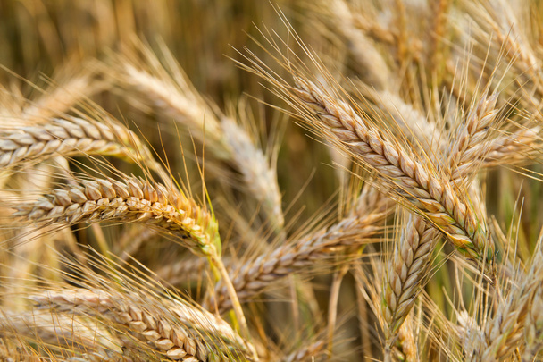 Zlaté uši pšenice na poli.  - Fotografie, Obrázek