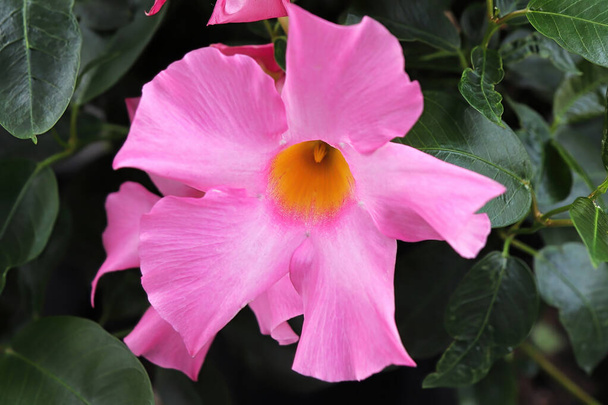 Macro de la fleur rose sur une plante de Dipladenia - Photo, image