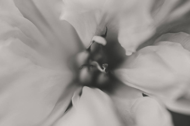Flower Macro Photography. Sepia flower close-up. Abstract background closeup of the petals of peony. Flower background. Sepia tone. - 写真・画像