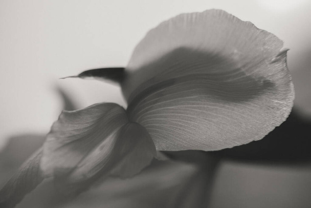 Flower Macro Photography. Sepia flower close-up. Abstract background closeup of the petals of iris. Flower background. Sepia tone. - 写真・画像