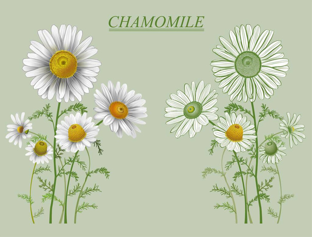 chamomile pharmacy useful plant for health natural flower illustration - Vettoriali, immagini