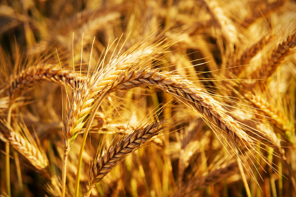 Orelhas douradas de trigo no campo.  - Foto, Imagem