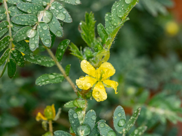 Tribulus terrestris is an annual plant in the caltrop family (Zygophyllaceae) widely distributed around the world, that is adapted to grow in dry climate locations in which few other plants can survive - Photo, Image