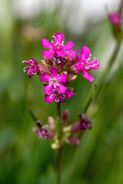 Viscaria vulgaris, Silene viscaria, kleverige vlieg, clammy campion roze kleine bloemen  - Foto, afbeelding