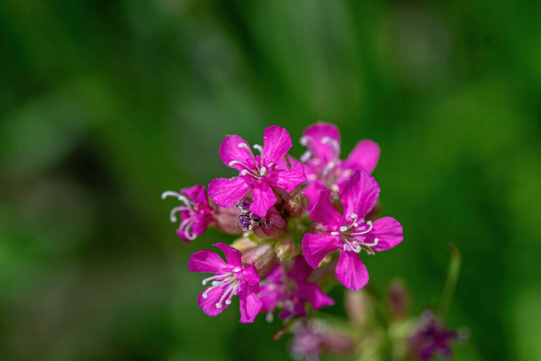 Viscaria vulgaris, Silene viscaria, sticky catchfly, clammy campion pink small flowers  - Zdjęcie, obraz