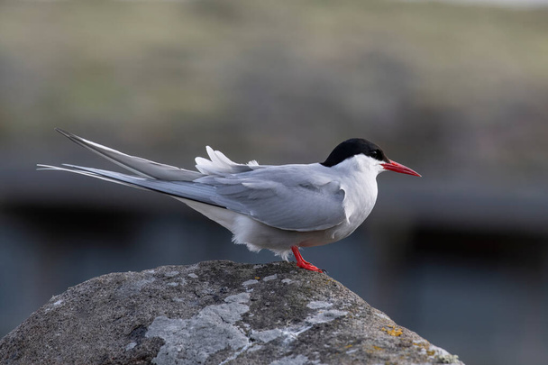 The Arctic tern (Sterna paradisaea) is a long-distance migrant, making a staggering annual round-trip  - Photo, Image