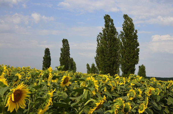 agricultura girasoles campo y álamos en el horizonte. Ucrania paisaje .Blooming girasol. Una gran vista de las flores. Girasol al atardecer. - Foto, Imagen