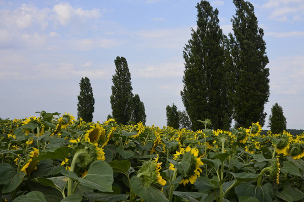 agricultura girasoles campo y álamos en el horizonte. Ucrania paisaje .Blooming girasol. Una gran vista de las flores. Girasol al atardecer. - Foto, Imagen