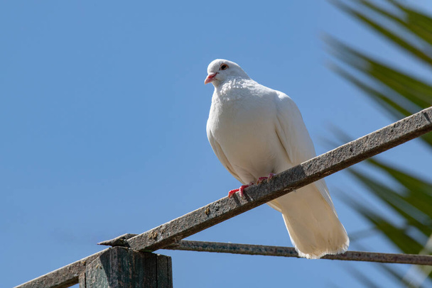 White pigeon. Beautiful pigeon close up. City birds. - Foto, immagini