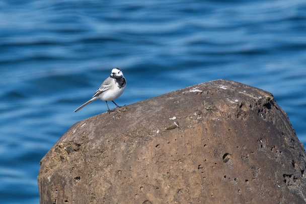 Close-up photography of young beautiful white wagtail or Motacilla alba - Photo, Image
