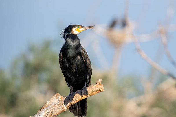 Great cormorant (Phalacrocorax carbo), also known as the great black cormorant. - Photo, Image