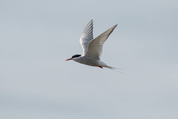 The Arctic tern (Sterna paradisaea) is a long-distance migrant, making a staggering annual round-trip from its Arctic or northern temperate breeding range to the Antarctic where it spends winter - Photo, Image