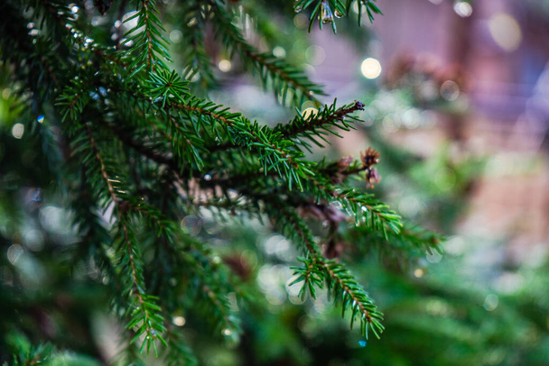 Misty fir tree with water drops in the forest - 写真・画像