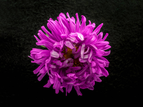 Studio shot of flower on a black background. Selective focus. - Photo, Image