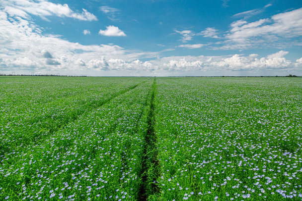Krásné kvetoucí modré lněné pole na venkově - Fotografie, Obrázek