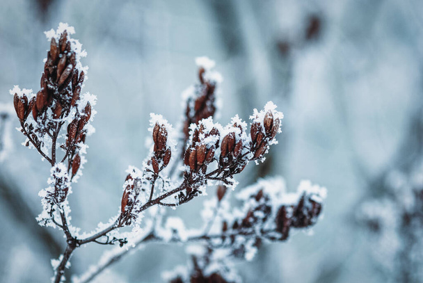 Frozen branch under snow, winter nature background - Фото, изображение
