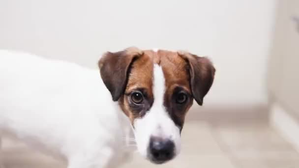 cute face puppy jack russell terrier on a light background - Filmati, video