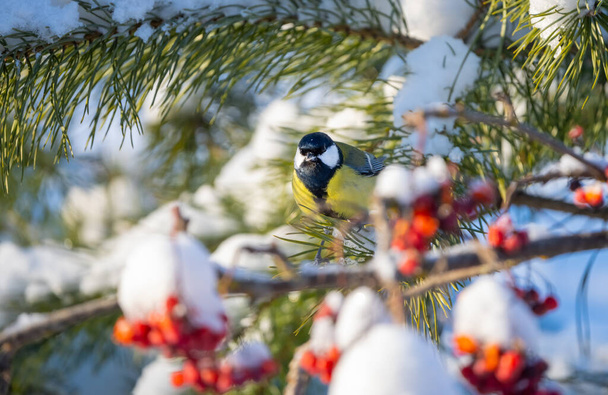 The bird tit sits on a pine branch covered with snow on a sunny frosty day - Zdjęcie, obraz