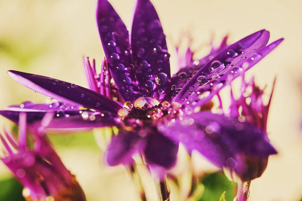 紫色のセネッティのマクロ画像水滴付きペリカリス花 - 写真・画像