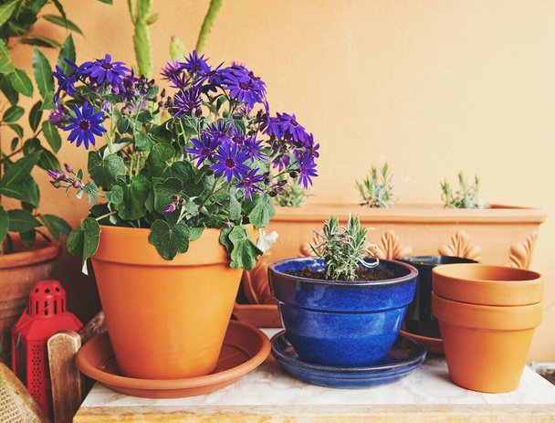 Purple Senetti Pericallis flower growing in a pot on balcony - Zdjęcie, obraz