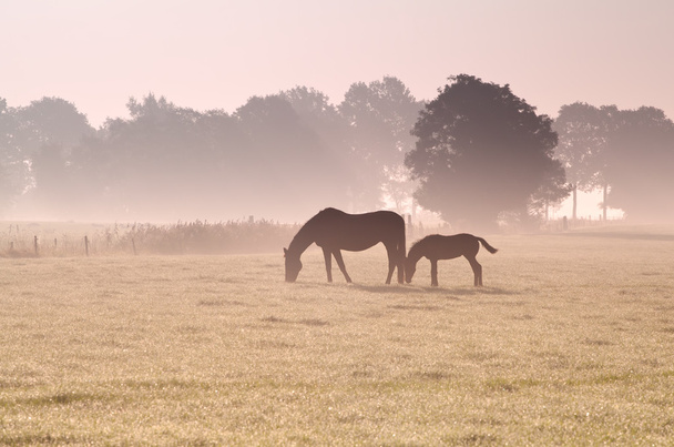 две лошади пасутся в тумане
 - Фото, изображение