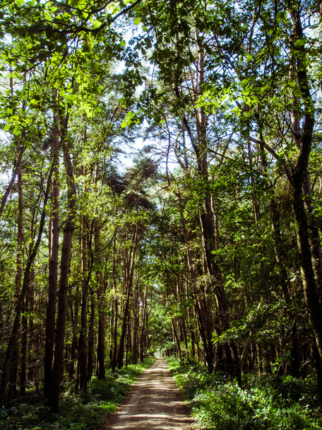 Road through green forest - Foto, Bild