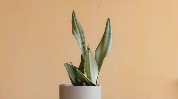 Sansevieria mother in law tongue plant - Photo, Image