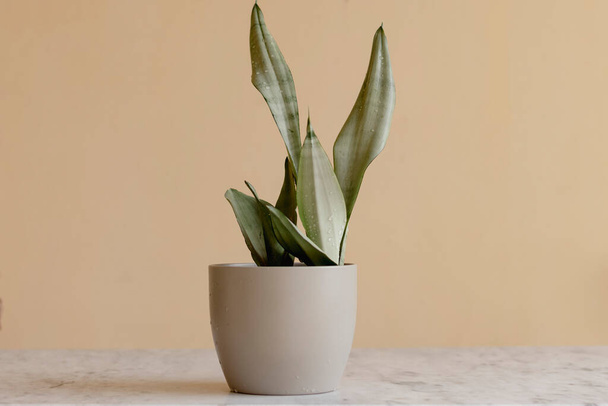 Sansevieria moonshine or silver queen plant - Photo, Image
