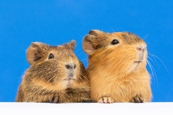 two cute Funny guinea pig on a blue background - Photo, Image