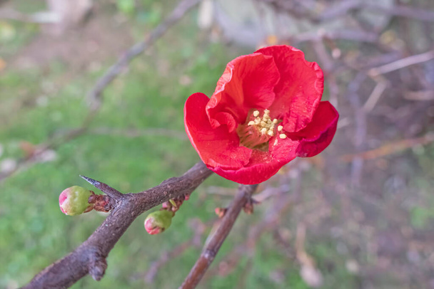 zblízka japonské quince strom a květiny na větvi stromu v přírodě - Fotografie, Obrázek