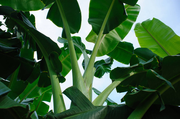 Green banana trees growing at field - Zdjęcie, obraz