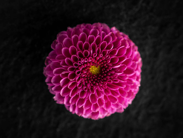 Jedna květina na černém pozadí. Closeup. - Fotografie, Obrázek